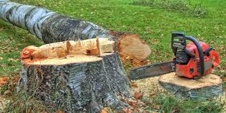 Best Tree Preservation Services  in Little Chute, WI
