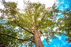 Best Lawn Maintenance Plans  in Little Chute, WI