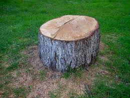 Best Commercial Tree Services  in Little Chute, WI