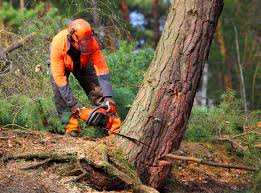 Lawn Watering Services in Little Chute, WI