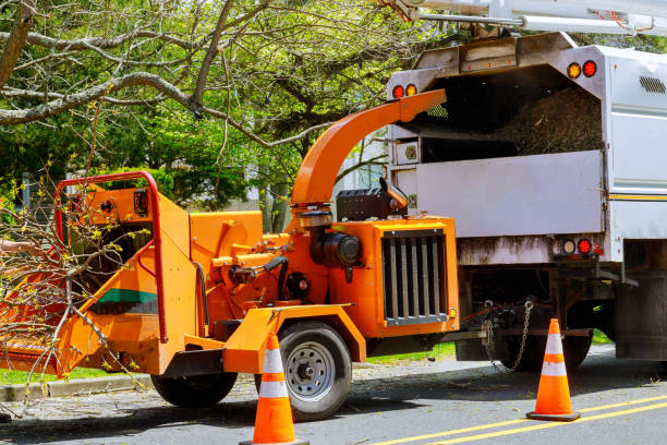 How Our Tree Care Process Works  in  Little Chute, WI