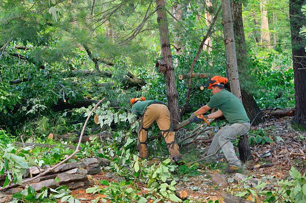 Best Firewood Processing and Delivery  in Little Chute, WI