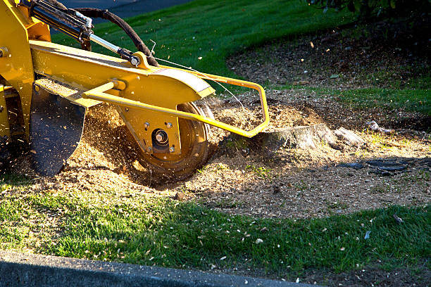 Best Grass Overseeding  in Little Chute, WI