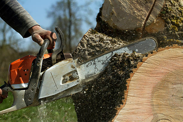 Best Tree Trimming and Pruning  in Little Chute, WI